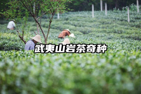 武夷山岩茶奇种