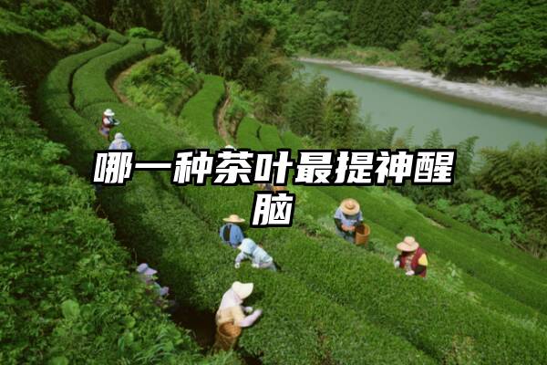 哪一种茶叶最提神醒脑