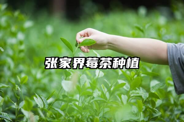 张家界莓茶种植