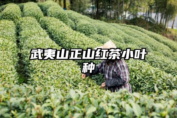 武夷山正山红茶小叶种