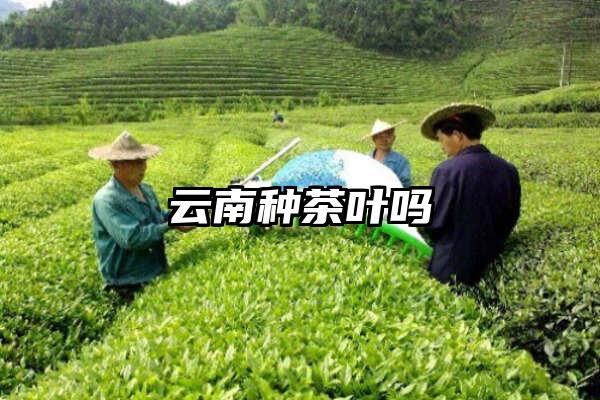 云南种茶叶吗