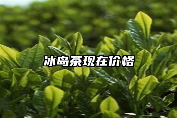 冰岛茶现在价格