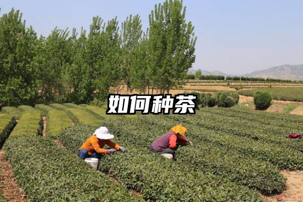 如何种茶