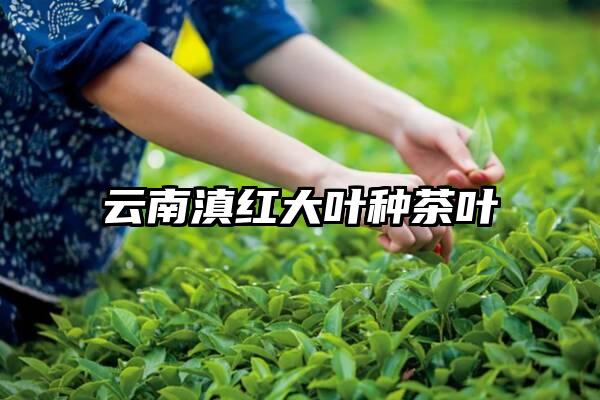 云南滇红大叶种茶叶