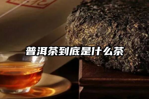 普洱茶到底是什么茶