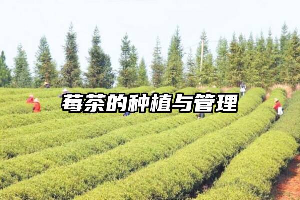 莓茶的种植与管理