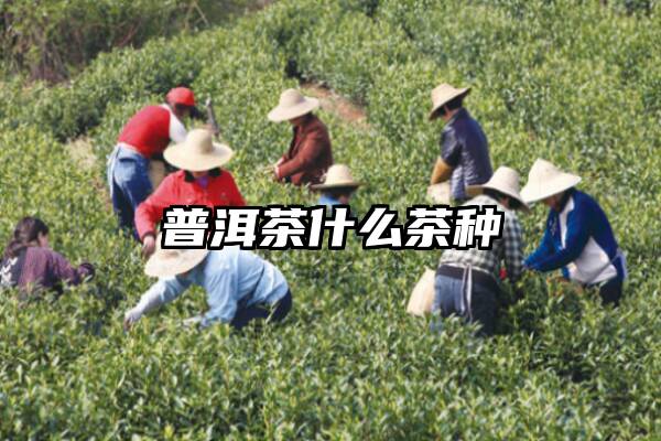 普洱茶什么茶种