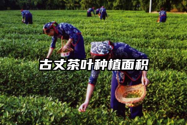 古丈茶叶种植面积