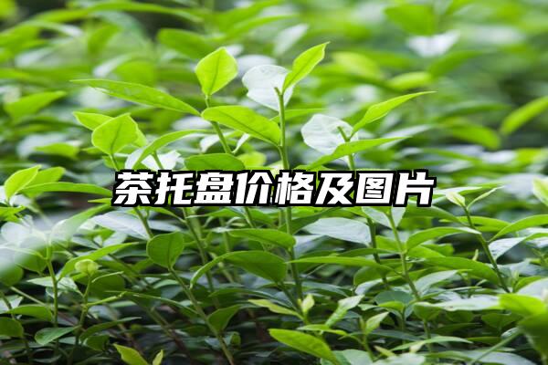 茶托盘价格及图片