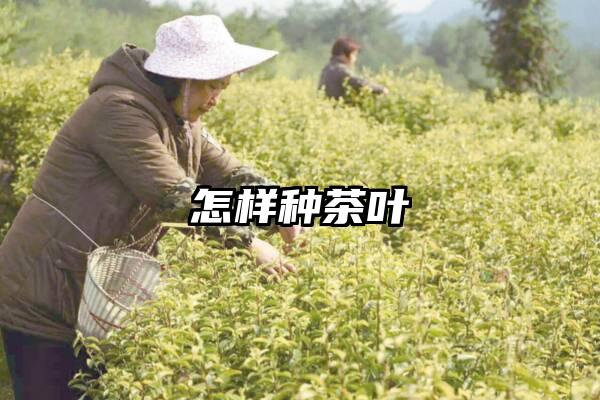 怎样种茶叶