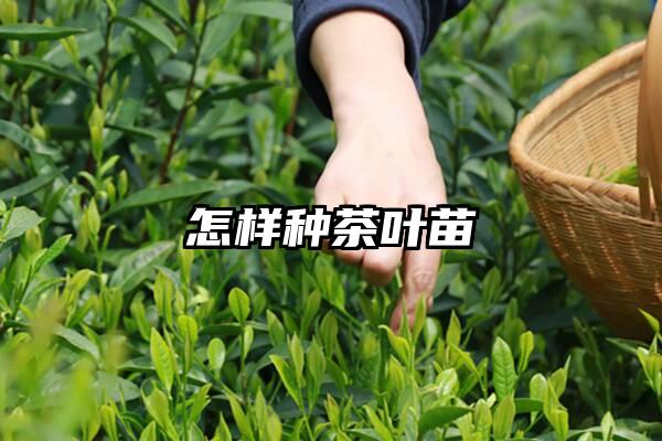 怎样种茶叶苗