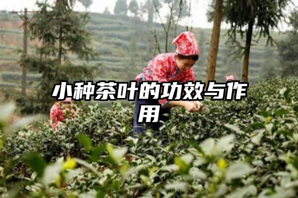 小种茶叶的功效与作用