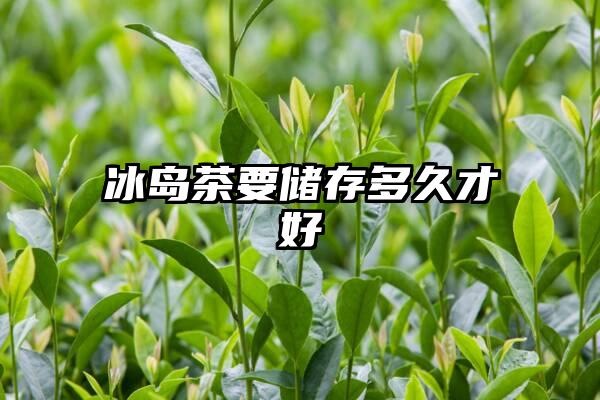 冰岛茶要储存多久才好