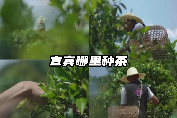 宜宾哪里种茶