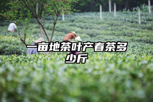 一亩地茶叶产春茶多少斤