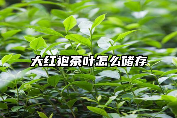 大红袍茶叶怎么储存