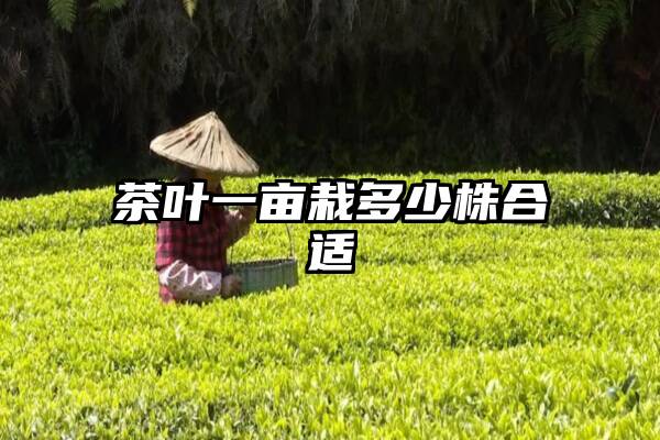 茶叶一亩栽多少株合适