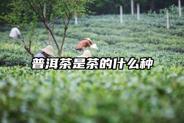 普洱茶是茶的什么种