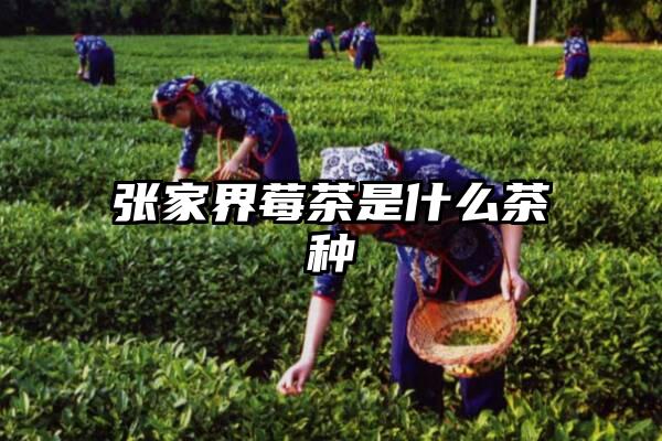 张家界莓茶是什么茶种