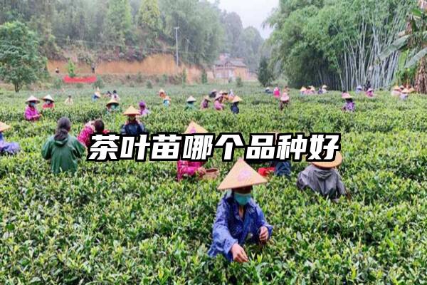 茶叶苗哪个品种好