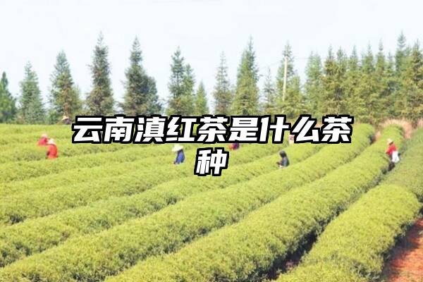 云南滇红茶是什么茶种