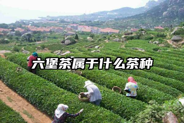 六堡茶属于什么茶种