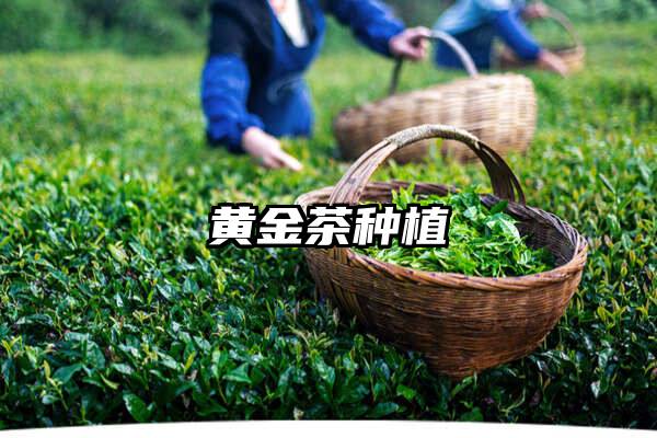 黄金茶种植