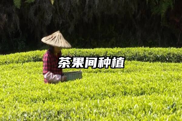 茶果间种植