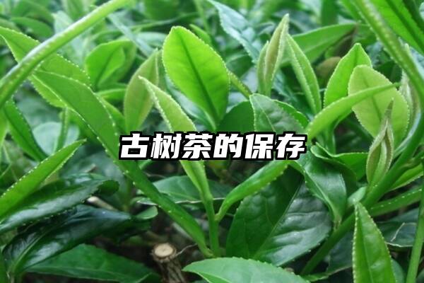 古树茶的保存