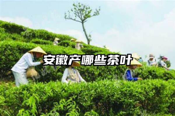 安徽产哪些茶叶