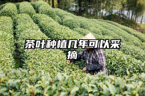 茶叶种植几年可以采摘