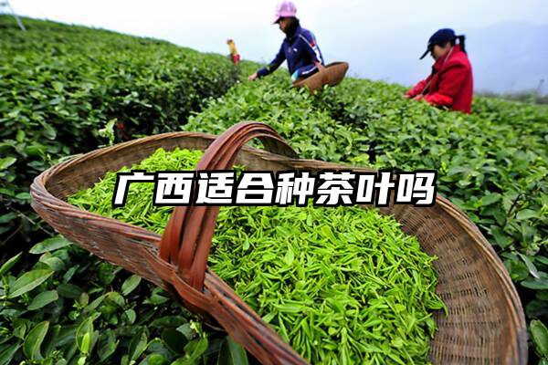 广西适合种茶叶吗