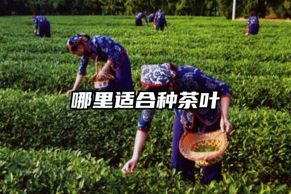 哪里适合种茶叶