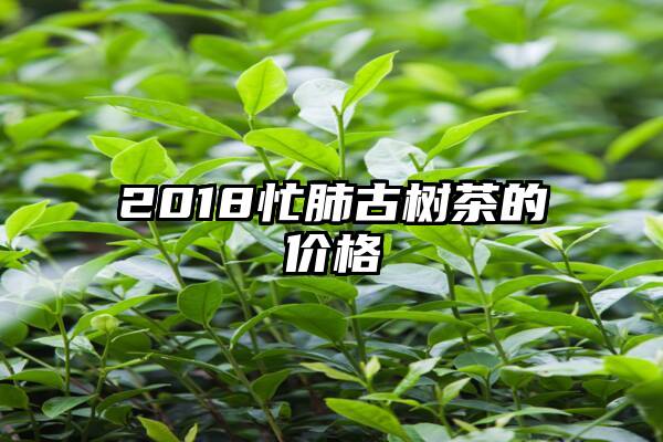 2018忙肺古树茶的价格