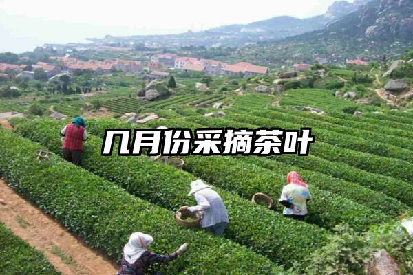 几月份采摘茶叶