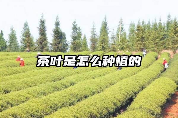 茶叶是怎么种植的