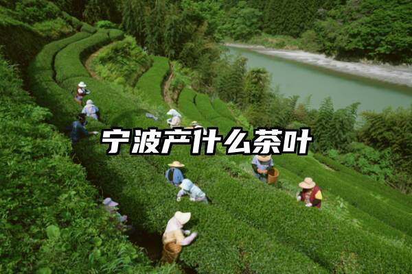 宁波产什么茶叶