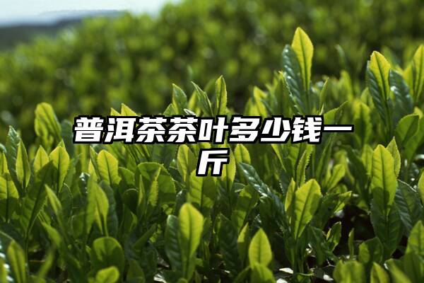 普洱茶茶叶多少钱一斤