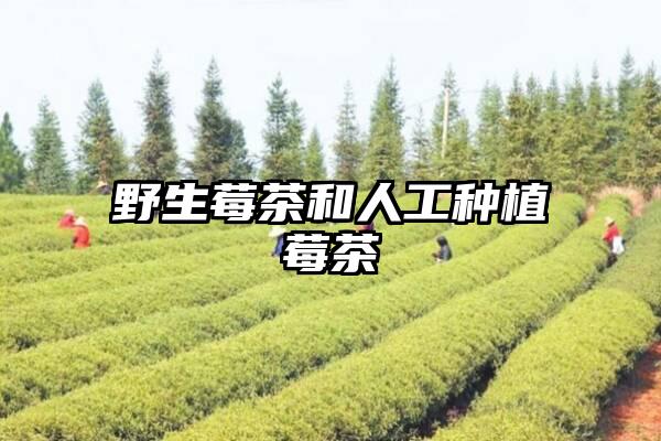 野生莓茶和人工种植莓茶