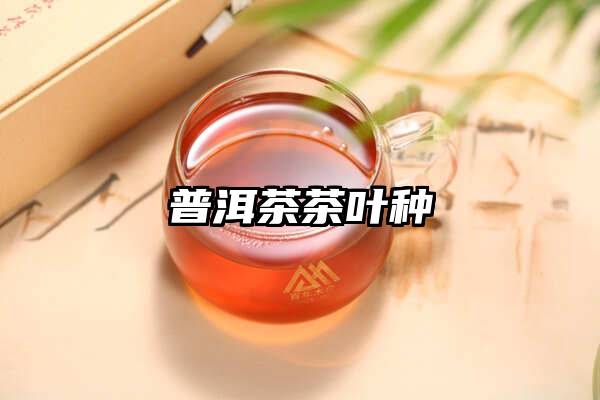 普洱茶茶叶种