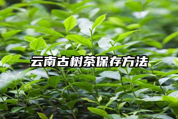 云南古树茶保存方法