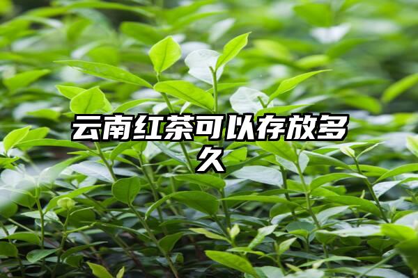 云南红茶可以存放多久