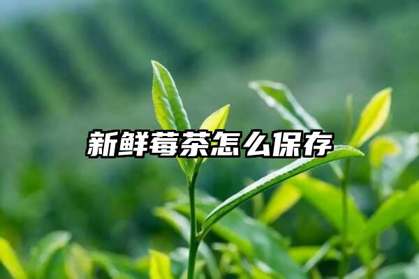 新鲜莓茶怎么保存