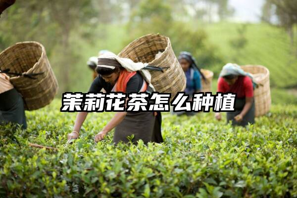 茉莉花茶怎么种植