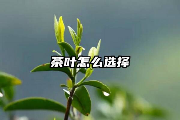 茶叶怎么选择