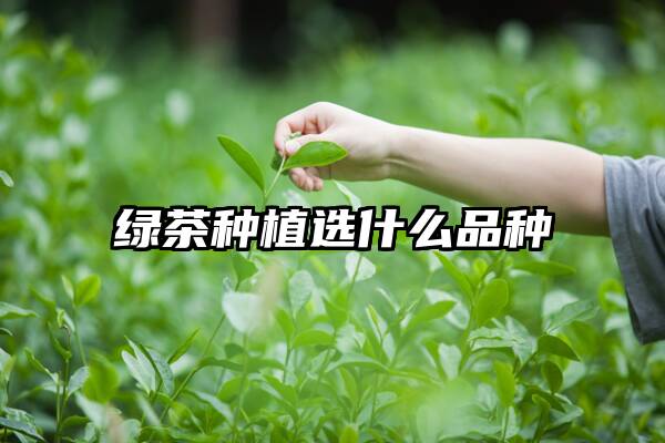 绿茶种植选什么品种