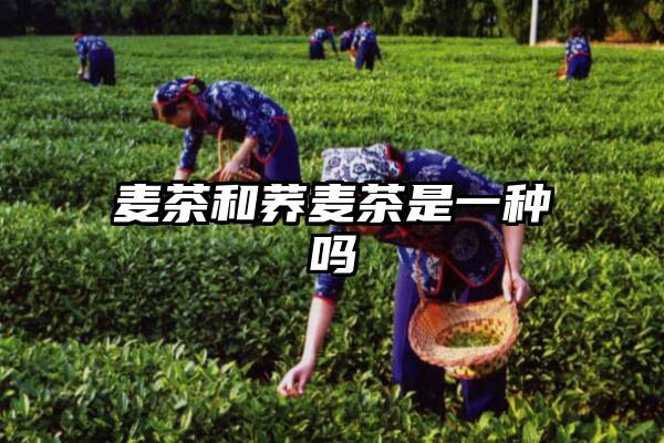 麦茶和荞麦茶是一种吗