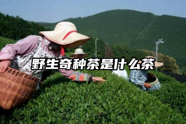 野生奇种茶是什么茶