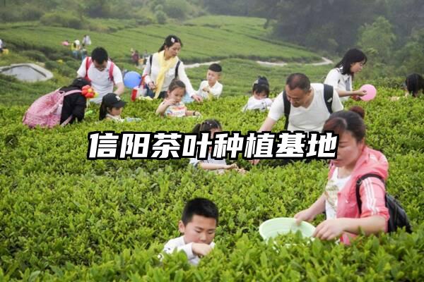 信阳茶叶种植基地