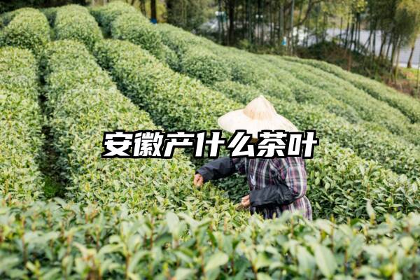 安徽产什么茶叶